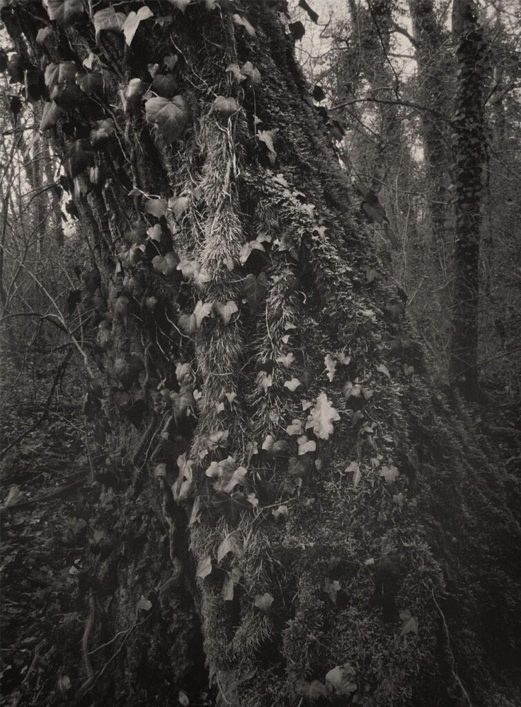 Insana: Photographs in the Underbrush