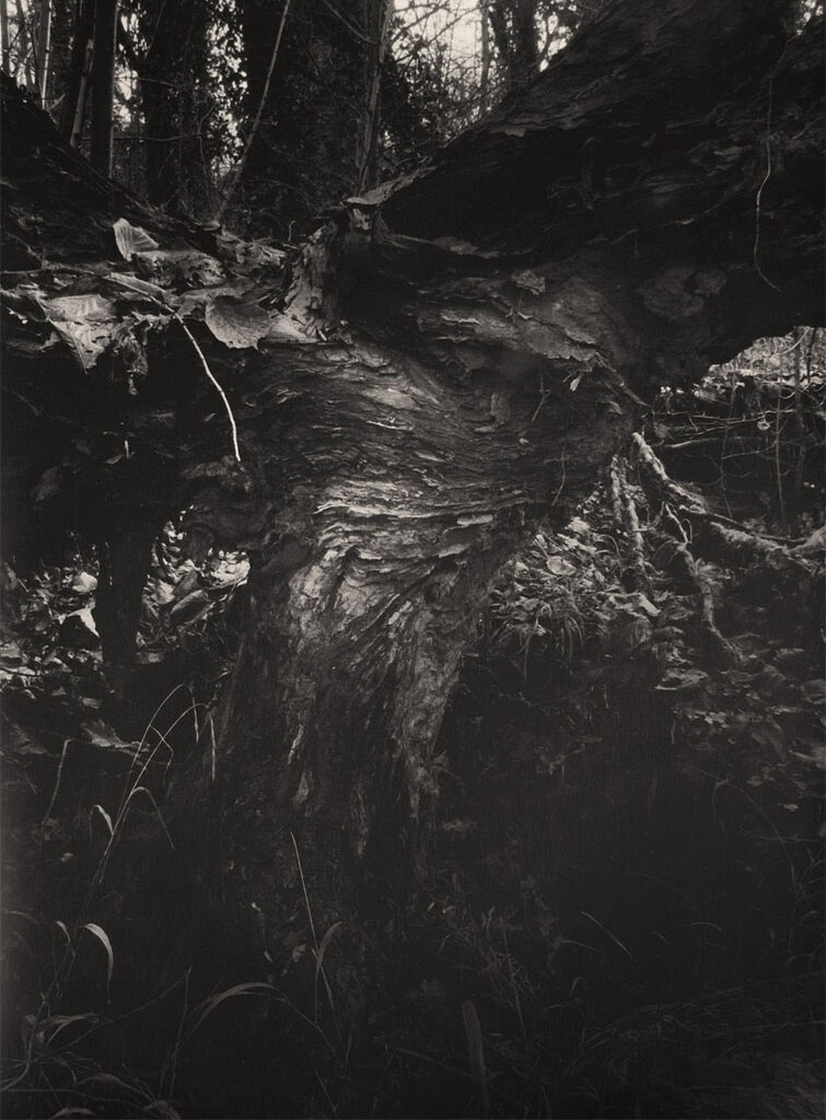 Insana: Photographs in the Underbrush